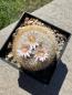 Preview: Mammillaria neobertrandiana